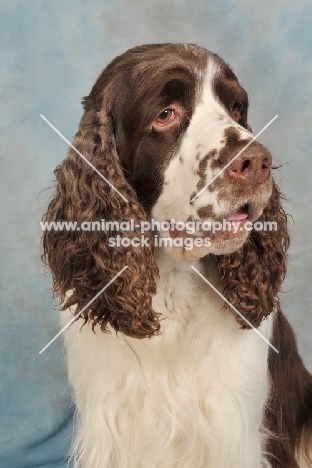 English Springer Spaniel in studio