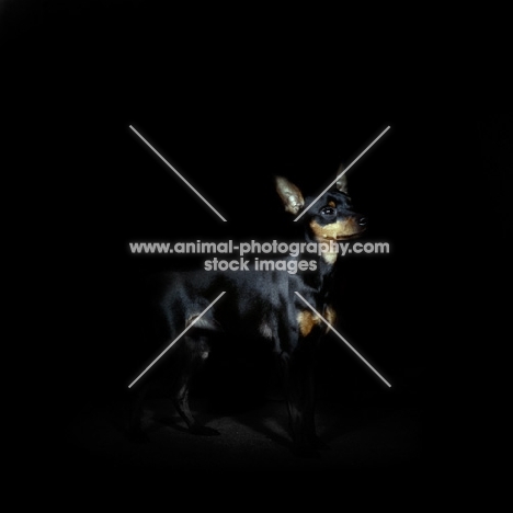 miniature pinscher on black background