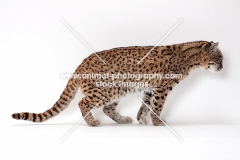 female Brown Spotted Tabby Geoffroy's Cat, side view