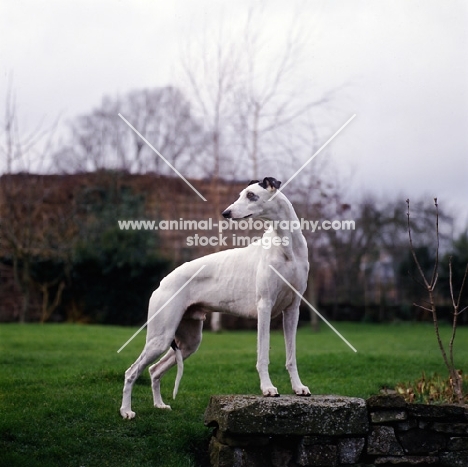 famous show greyhound standing in a garden