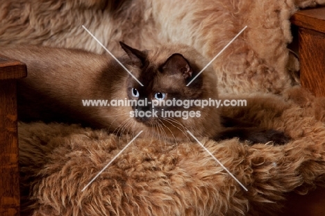 chocolate point siamese lying on sheepskin blanket