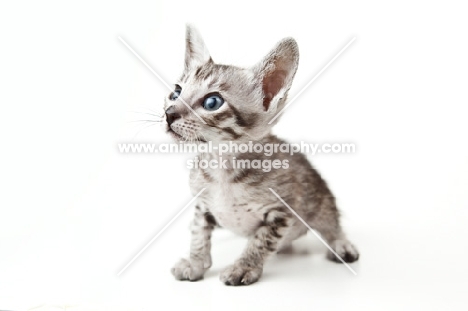 Peterbald kitten 40 days old