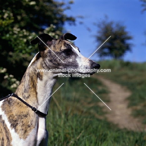 ch nutshell of nevedith, head study of whippet, res bis crufts 1990
