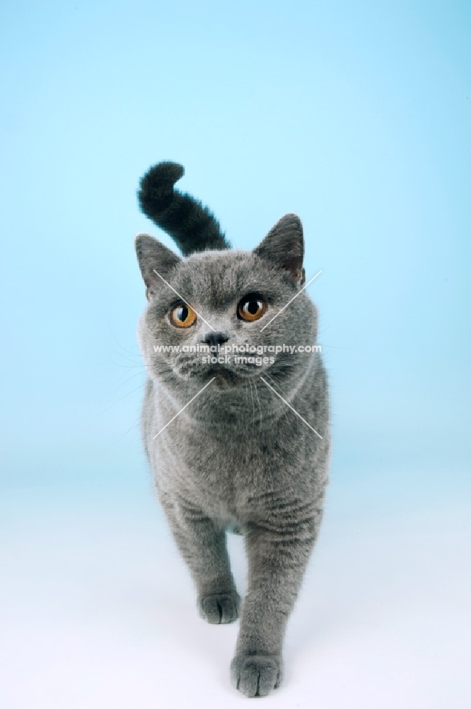 blue british shorthair cat walking