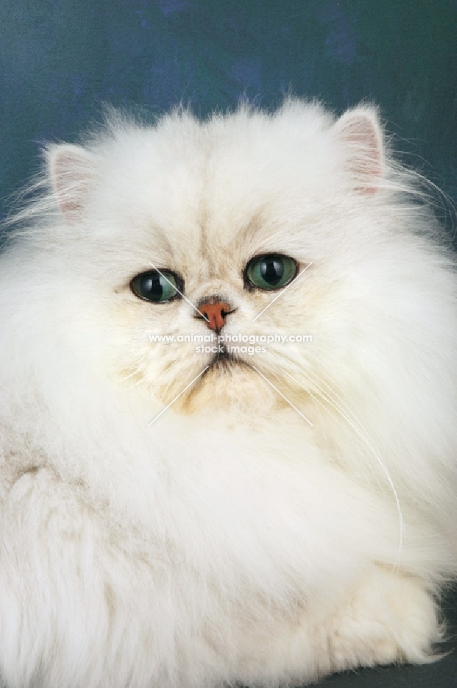 fluffy chinchilla portrait