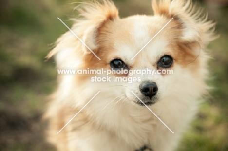 long-haired Chihuahua head study