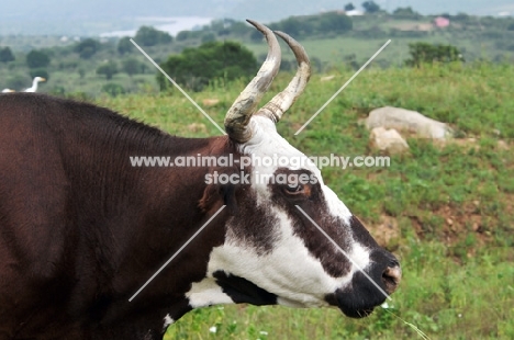 Nguni Cattle