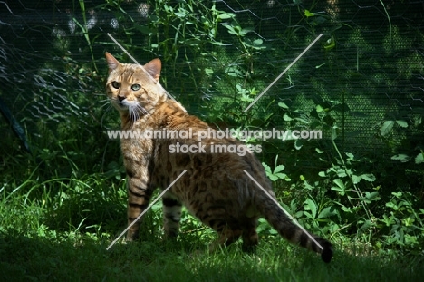 Bengal male cat standing in grass, champion Guru Nuvolari