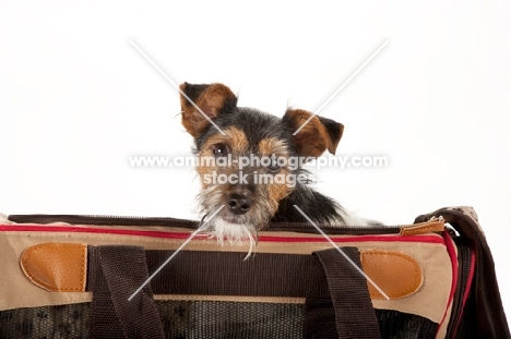 young Jack Russell puppy in bag