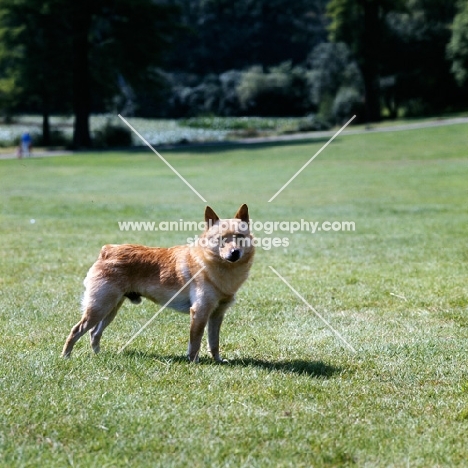 side view of schipperke standing on grass