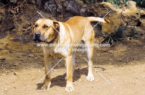 Dogo Canario in threat position