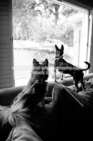 two chihuahuas standing on couch looking out window