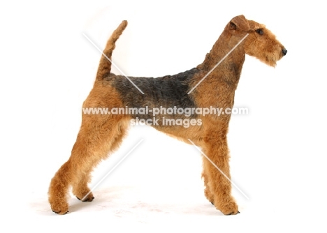 Australian Champion Airedale Terrier