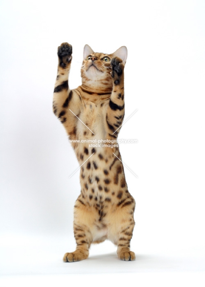 Brown Spotted Tabby Bengal on hind legs