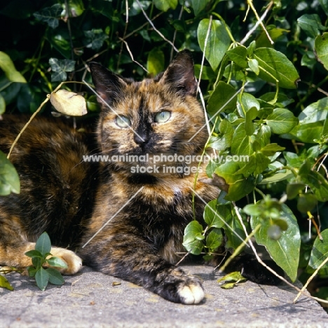 tortoiseshell non pedigree cat posing with leaves