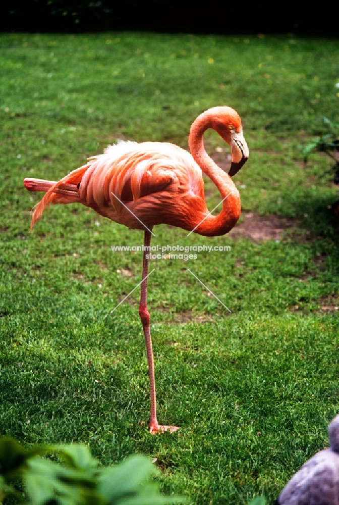 flamingo standing on one leg