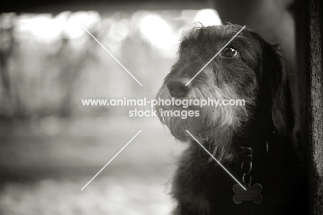 Black and white head shot of a Miniature Wirehaired Dachshund