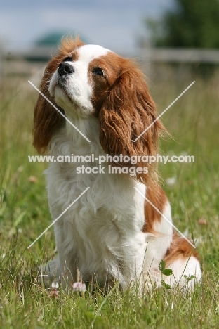 Cavalier King Charles Spaniel sitting in grass