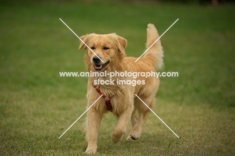 happy golden retriever running