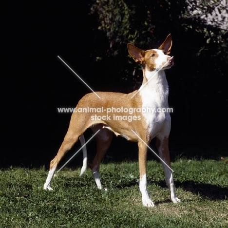 ch paran prima donna,  ibizan hound standing on grass