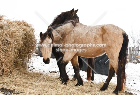 Morgan horses in winter