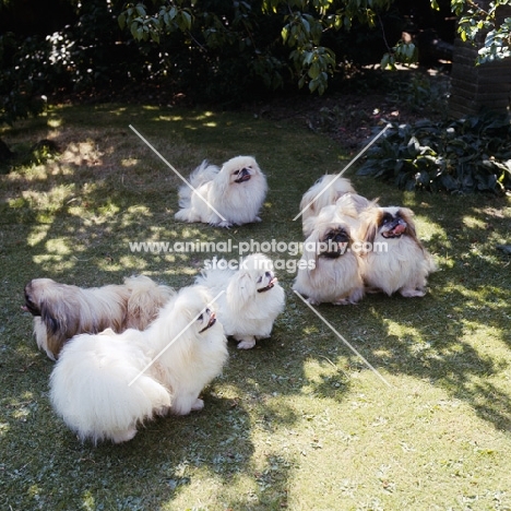 six pekingese dogs together