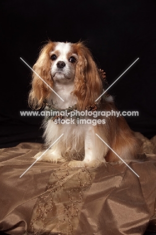 cavalier king charles spaniel