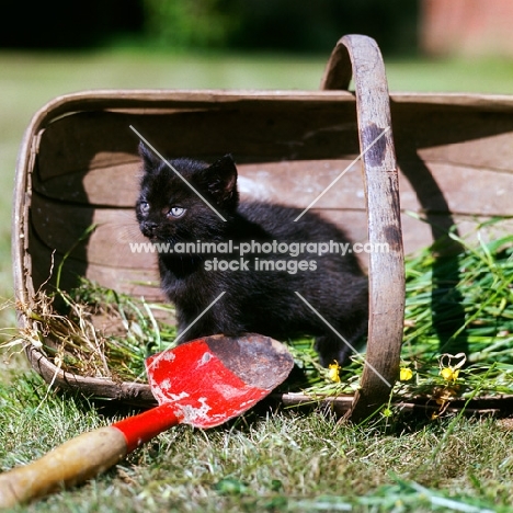 long hair black kitten sitting in a trug