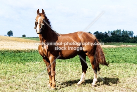 Frederiksborg wearing old fashioned head collar tethered in field in Denmark