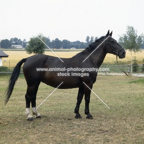 elminchen, old type oldenburg mare