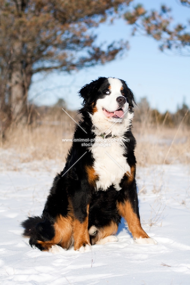 Bernese Mountain Dog sitting in snow