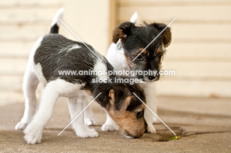 two Jack Russell puppies