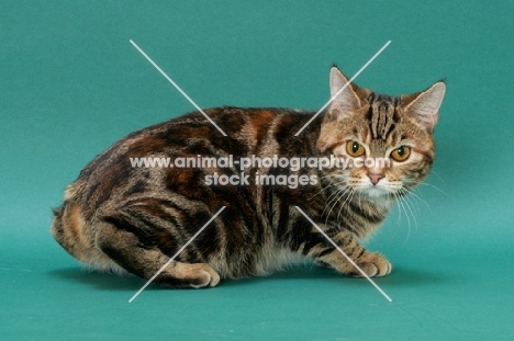 Brown Classic Torbie Manx cat crouching down