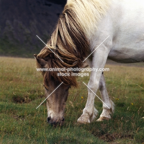 Iceland horse at Kalfstindar, grey, cream, brown colours