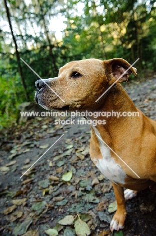 American Pit Bull Terrier