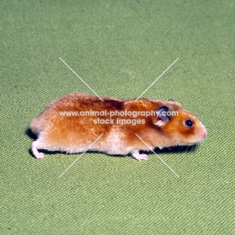 hamster side view