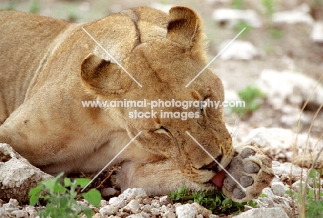 Lioness licking paw