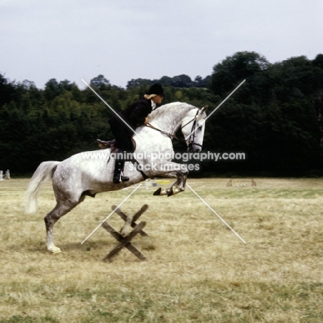 pony jumping a cavaletti
