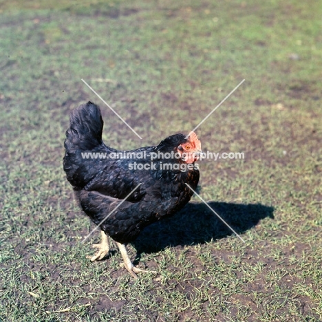 chicken walking on grass