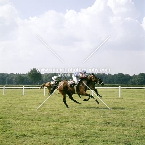 racing at haras du pin, france, 