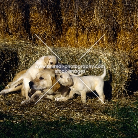 Labrador bitch with puppies being a nuisance  