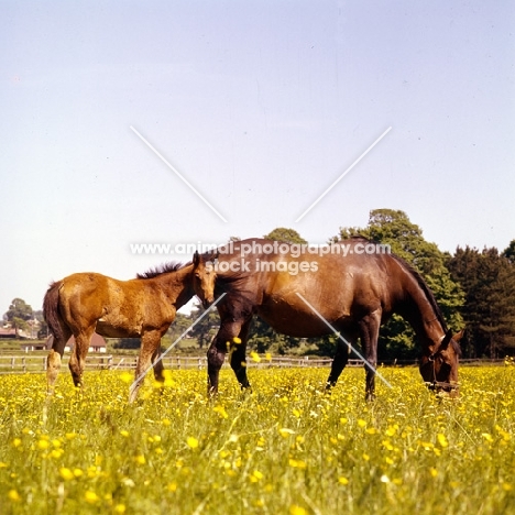 thoroughbred mare and foal in field of buttercups