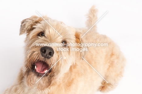 Headshot of a wheaten terrier, looking up at the camera.