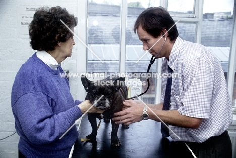 vet, greg simpson, with client examining french bulldog