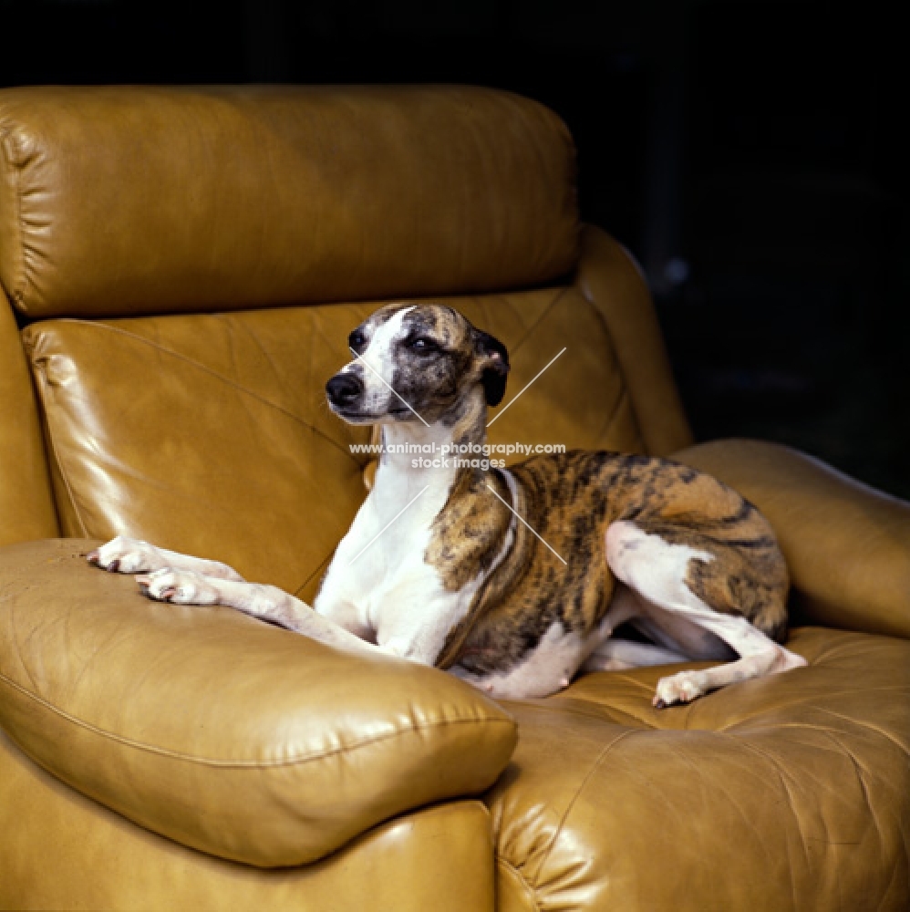 ch nutshell of nevedith, whippet lying in chair