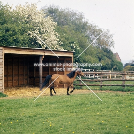 Caspian Pony at hopstone stud trotting