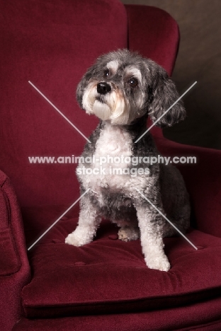 Schnoodle (Schnauzer cross Poodle)