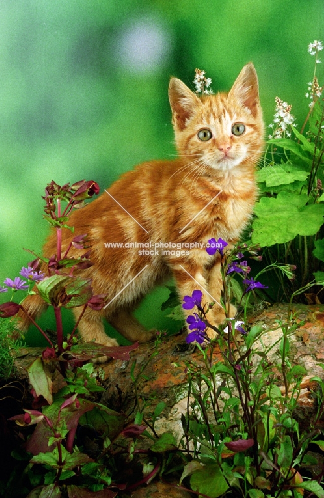 cute moggy kitten amongst greenland