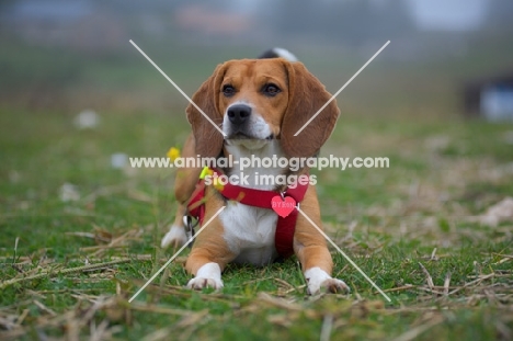 Beagle resting on the grass