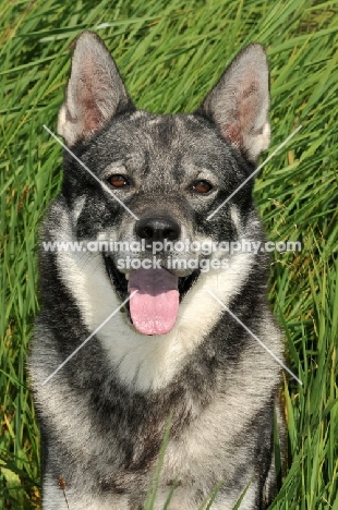 Swedish Elkhound (aka Jamthund), portrait